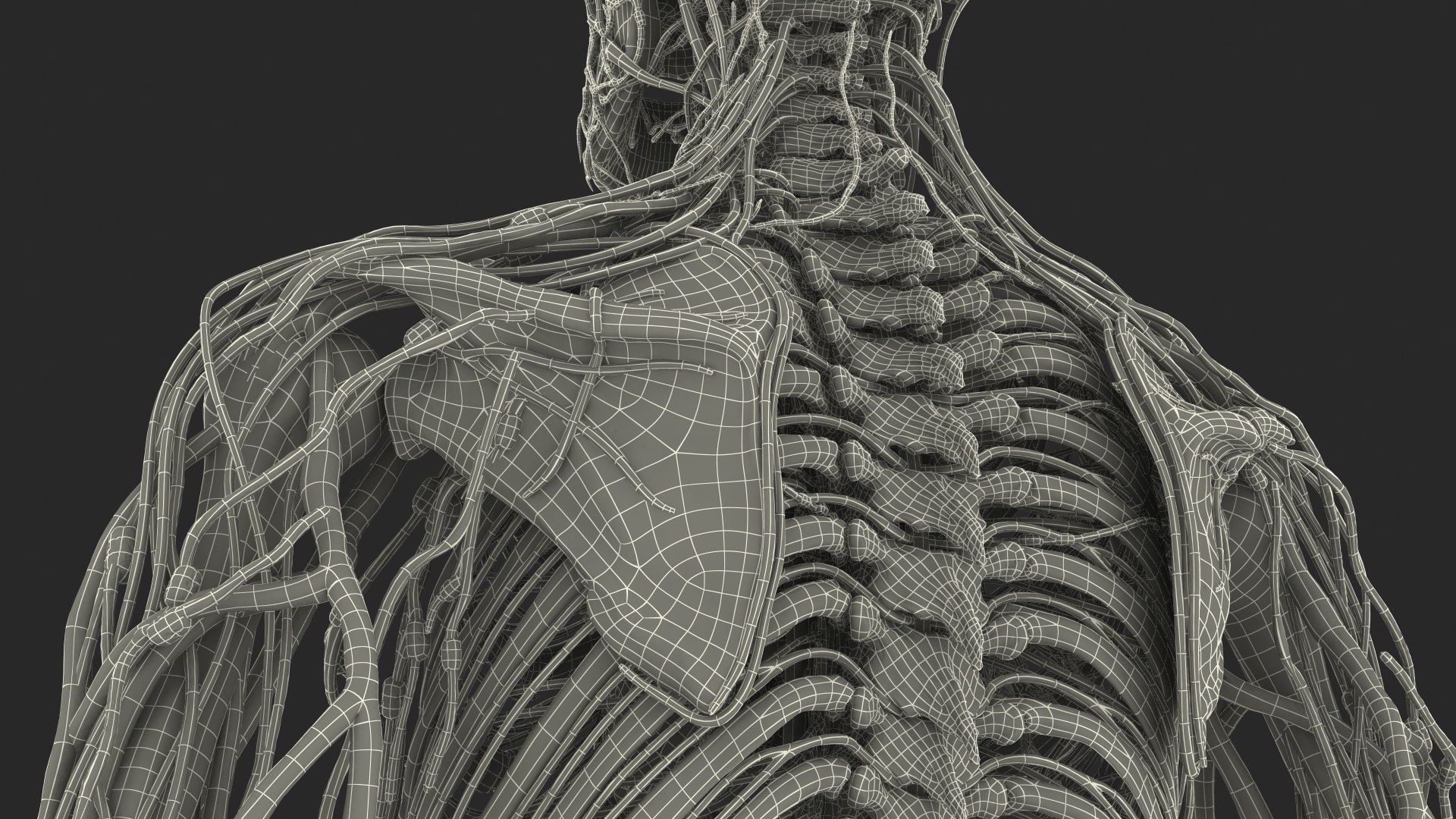 3D male skeleton cardiovascular lymphatic https://p.turbosquid.com/ts-thumb/pC/u1pJZc/Ytg1aqET/maleskeletoncardiovascularlymphaticandnervoussystemsandskinc4dmodel073/jpg/1590577773/1920x1080/fit_q87/f880fd2eb56200c34068ec24bccb02f8e065bbcc/maleskeletoncardiovascularlymphaticandnervoussystemsandskinc4dmodel073.jpg