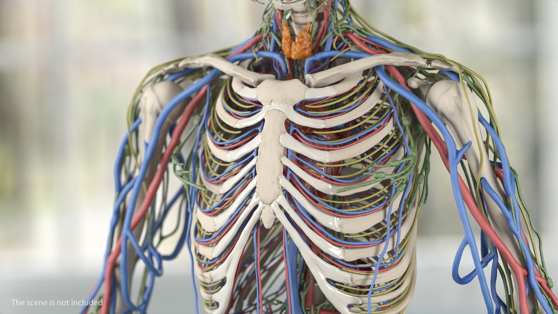 3D male skeleton cardiovascular lymphatic https://p.turbosquid.com/ts-thumb/pC/u1pJZc/ZXy2JReb/maleskeletoncardiovascularlymphaticandnervoussystemsandskinc4dmodel014/jpg/1590577168/1920x1080/fit_q87/de6275280a6341090cd0177cc3b8d1a8bf405657/maleskeletoncardiovascularlymphaticandnervoussystemsandskinc4dmodel014.jpg