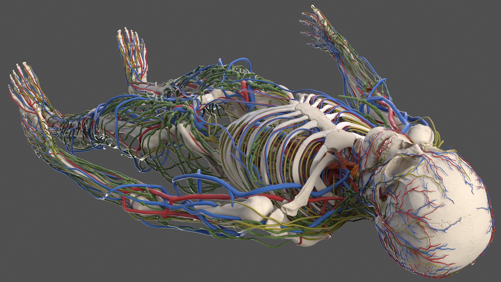 3D male skeleton cardiovascular lymphatic https://p.turbosquid.com/ts-thumb/pC/u1pJZc/a5hh5lq2/maleskeletoncardiovascularlymphaticandnervoussystemsandskinc4dmodel056/jpg/1590577604/1920x1080/fit_q87/47b99cf2096aad23505042d0ff73c1c29ed4f7c5/maleskeletoncardiovascularlymphaticandnervoussystemsandskinc4dmodel056.jpg