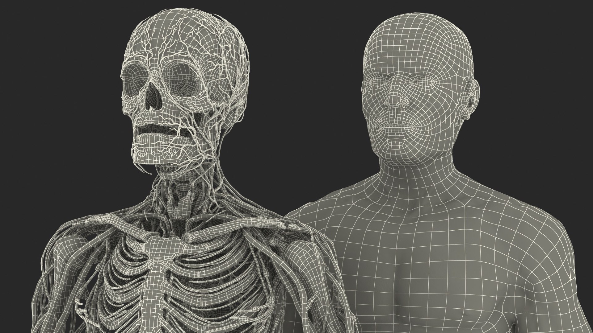 3D male skeleton cardiovascular lymphatic https://p.turbosquid.com/ts-thumb/pC/u1pJZc/fgVvNLGO/maleskeletoncardiovascularlymphaticandnervoussystemsandskinc4dmodel070/jpg/1590577748/1920x1080/fit_q87/a93250b0373169692f4e61d94837a7b4968e5c08/maleskeletoncardiovascularlymphaticandnervoussystemsandskinc4dmodel070.jpg