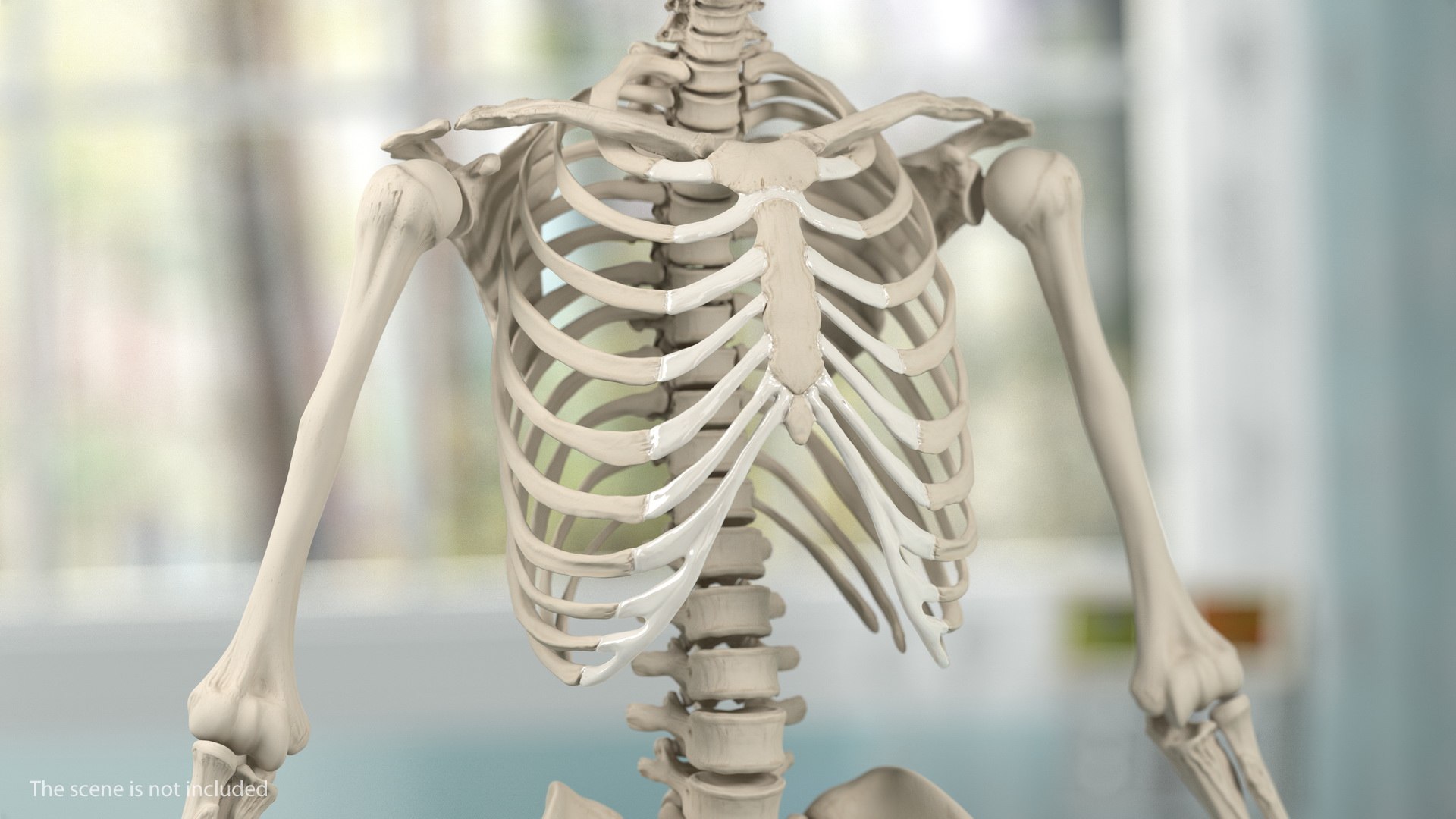 3D male skeleton cardiovascular lymphatic https://p.turbosquid.com/ts-thumb/pC/u1pJZc/heek8ISU/maleskeletoncardiovascularlymphaticandnervoussystemsandskinc4dmodel041/jpg/1590577447/1920x1080/fit_q87/b525ddb70a73daafa3a2f07e30cd02ee8caba28b/maleskeletoncardiovascularlymphaticandnervoussystemsandskinc4dmodel041.jpg