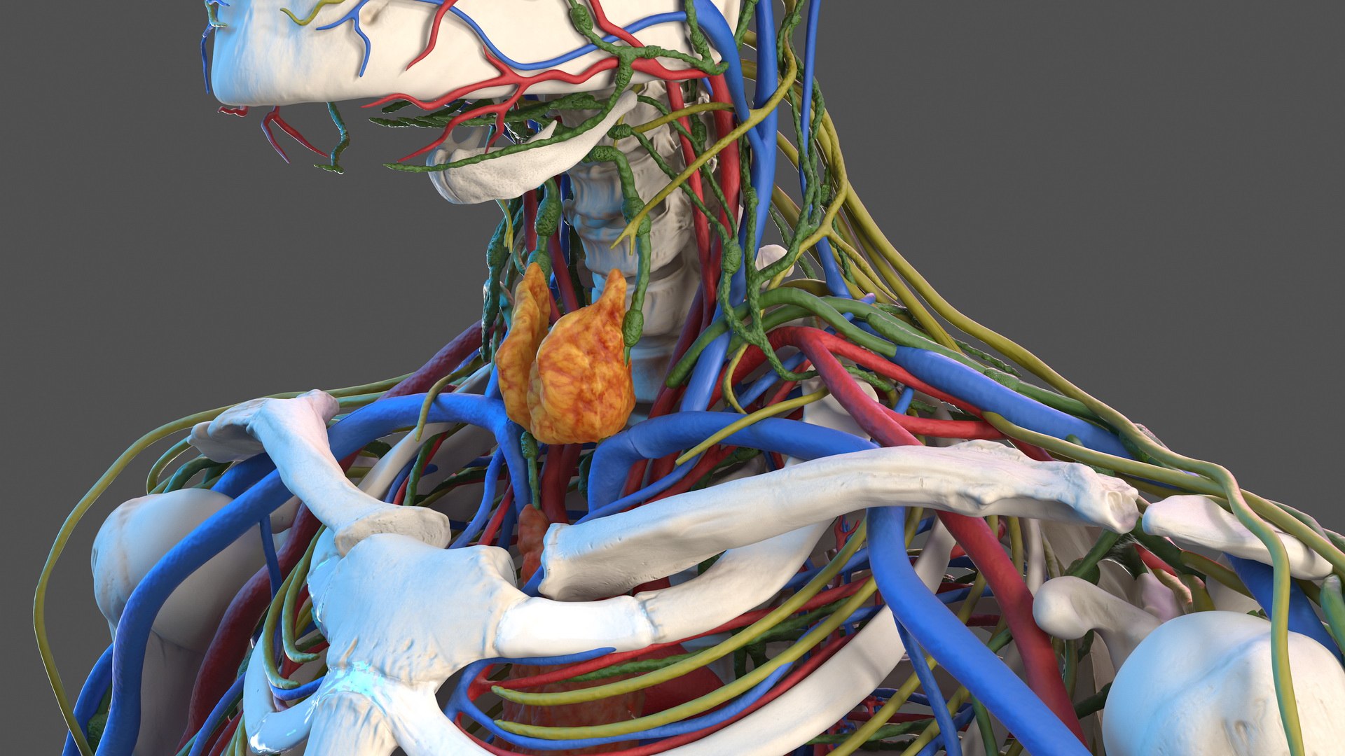 3D male skeleton cardiovascular lymphatic https://p.turbosquid.com/ts-thumb/pC/u1pJZc/ic3z9rYT/maleskeletoncardiovascularlymphaticandnervoussystemsandskinc4dmodel018/jpg/1590577210/1920x1080/fit_q87/17716900ea632cdb7fe37a3666e26f3d2b29826d/maleskeletoncardiovascularlymphaticandnervoussystemsandskinc4dmodel018.jpg