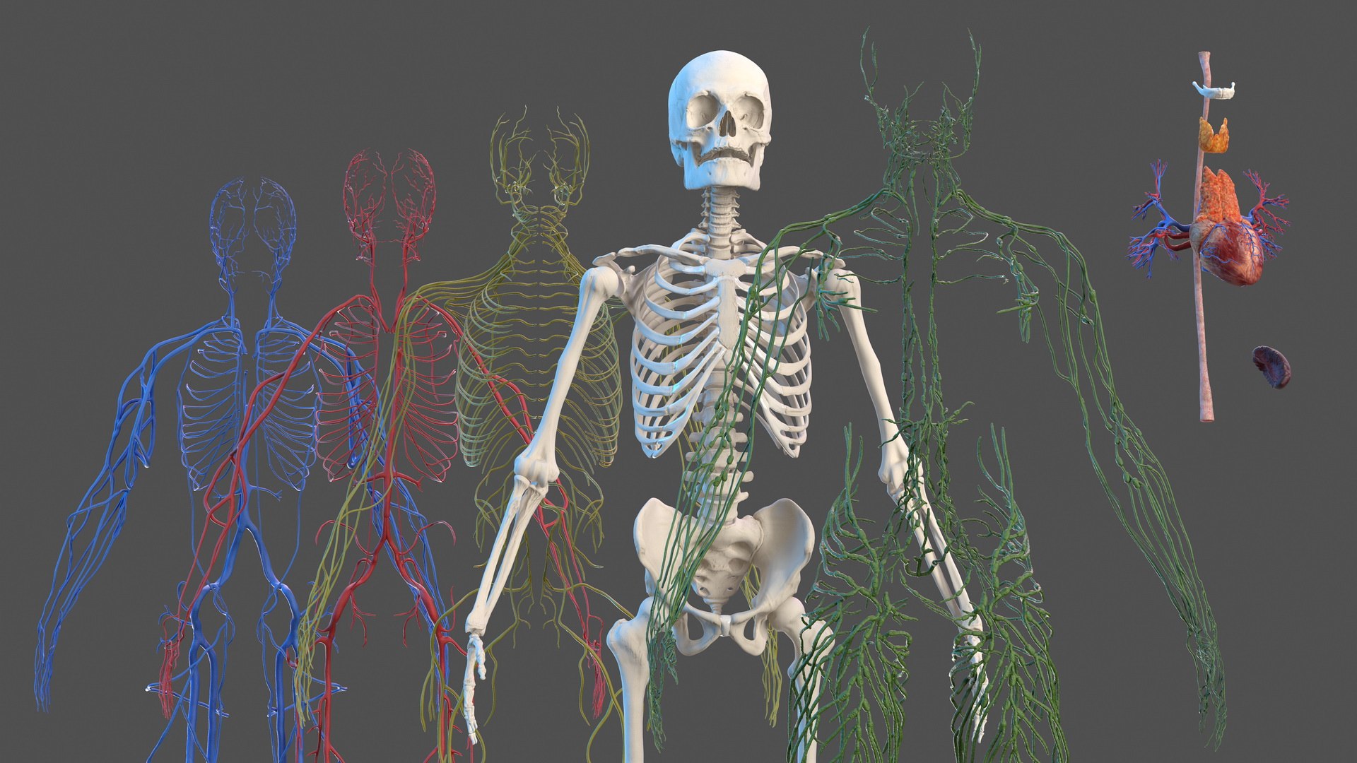 3D male skeleton cardiovascular lymphatic https://p.turbosquid.com/ts-thumb/pC/u1pJZc/kRFpbbrX/maleskeletoncardiovascularlymphaticandnervoussystemsandskinc4dmodel012/jpg/1590577150/1920x1080/fit_q87/843ccb3a426041abf365d838fb708ecae3f85c05/maleskeletoncardiovascularlymphaticandnervoussystemsandskinc4dmodel012.jpg