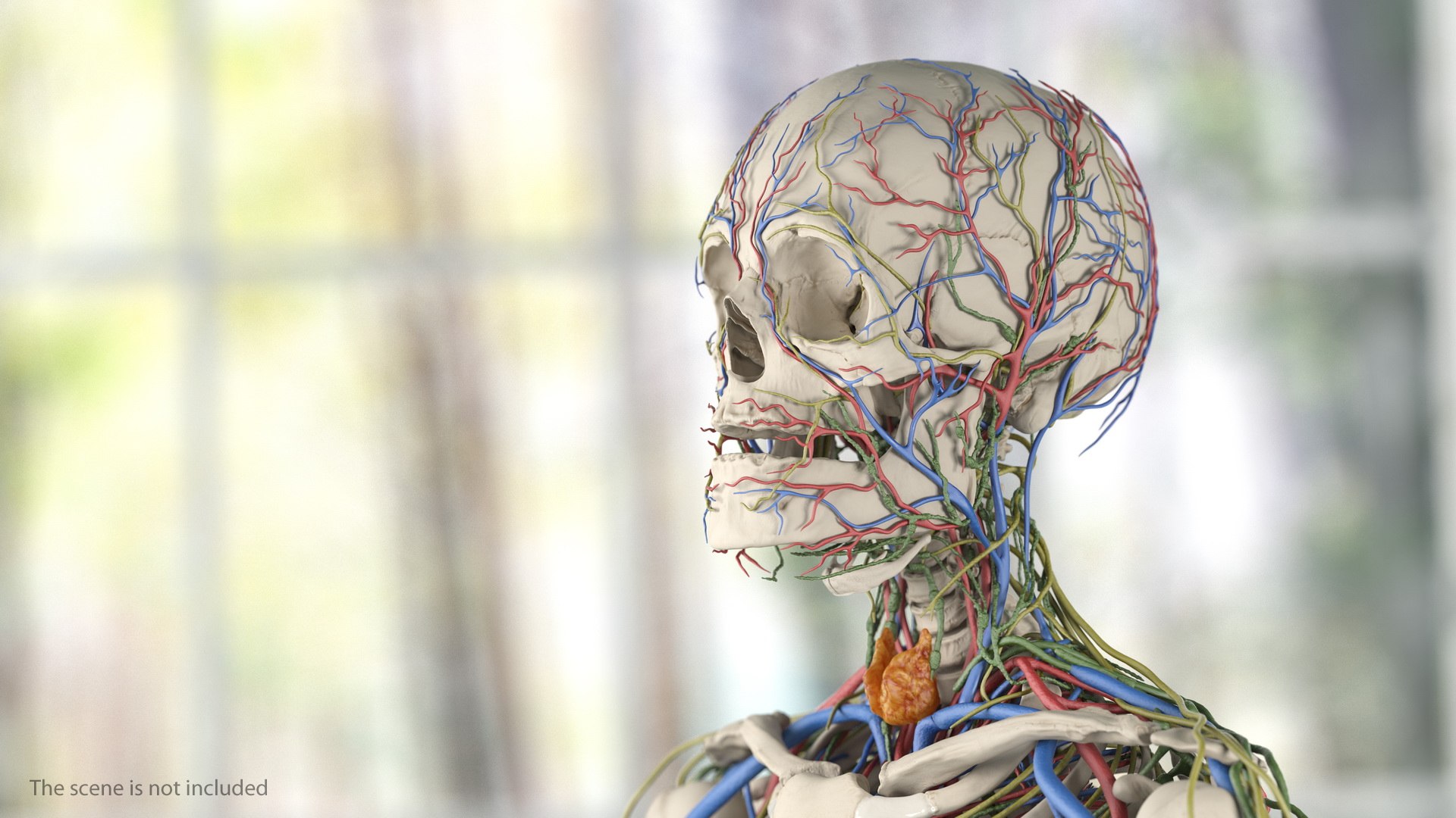 3D male skeleton cardiovascular lymphatic https://p.turbosquid.com/ts-thumb/pC/u1pJZc/nDAeZpxb/maleskeletoncardiovascularlymphaticandnervoussystemsandskinc4dmodel013/jpg/1590577159/1920x1080/fit_q87/8685d831c005db3b94ae7672638e077936e65cb4/maleskeletoncardiovascularlymphaticandnervoussystemsandskinc4dmodel013.jpg