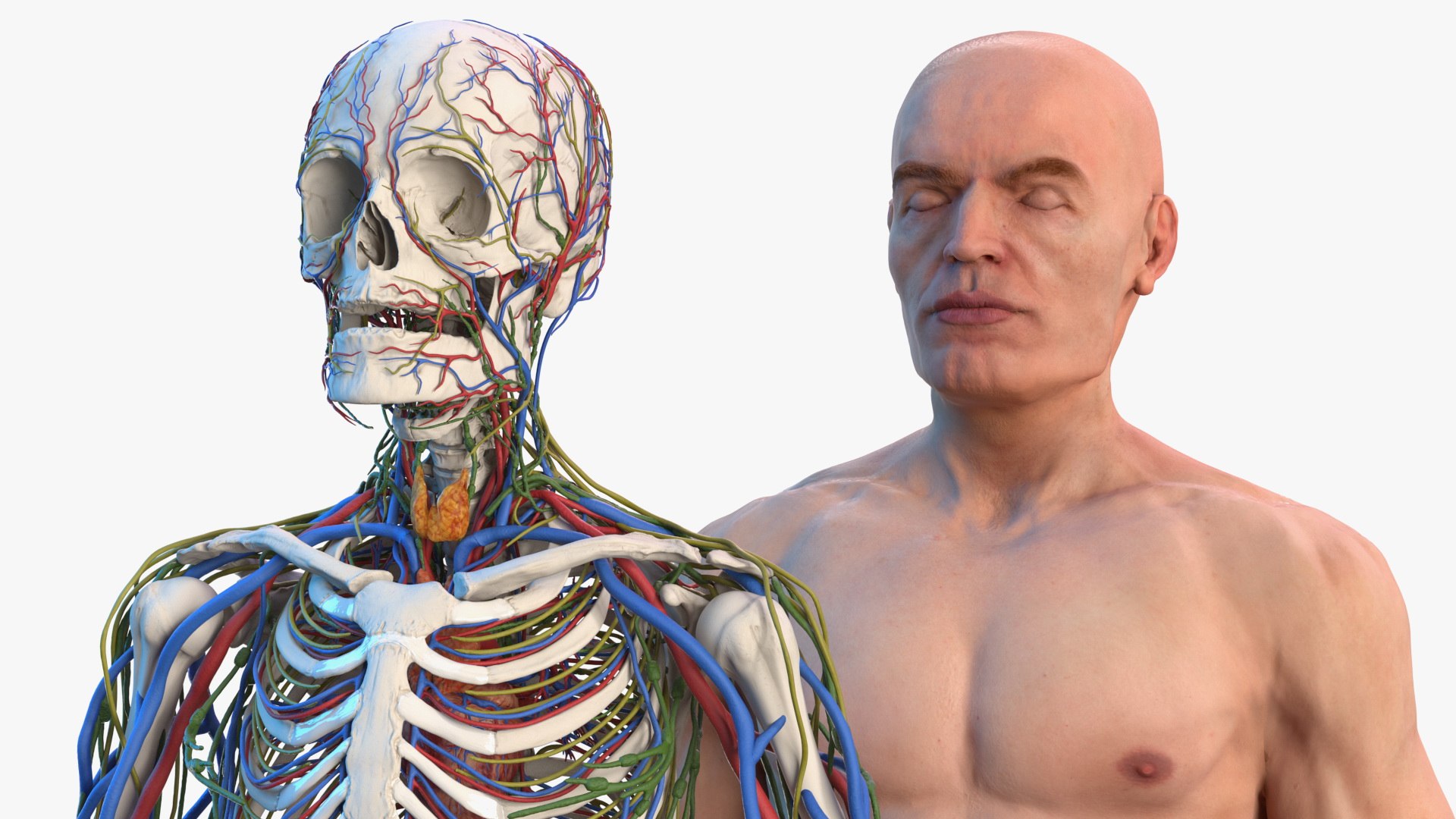 3D male skeleton cardiovascular lymphatic https://p.turbosquid.com/ts-thumb/pC/u1pJZc/pefX3MoF/maleskeletoncardiovascularlymphaticandnervoussystemsandskinc4dmodel001/jpg/1590577044/1920x1080/fit_q87/86f6392a49a4bba81250f3f15d9be6e18c13cd63/maleskeletoncardiovascularlymphaticandnervoussystemsandskinc4dmodel001.jpg