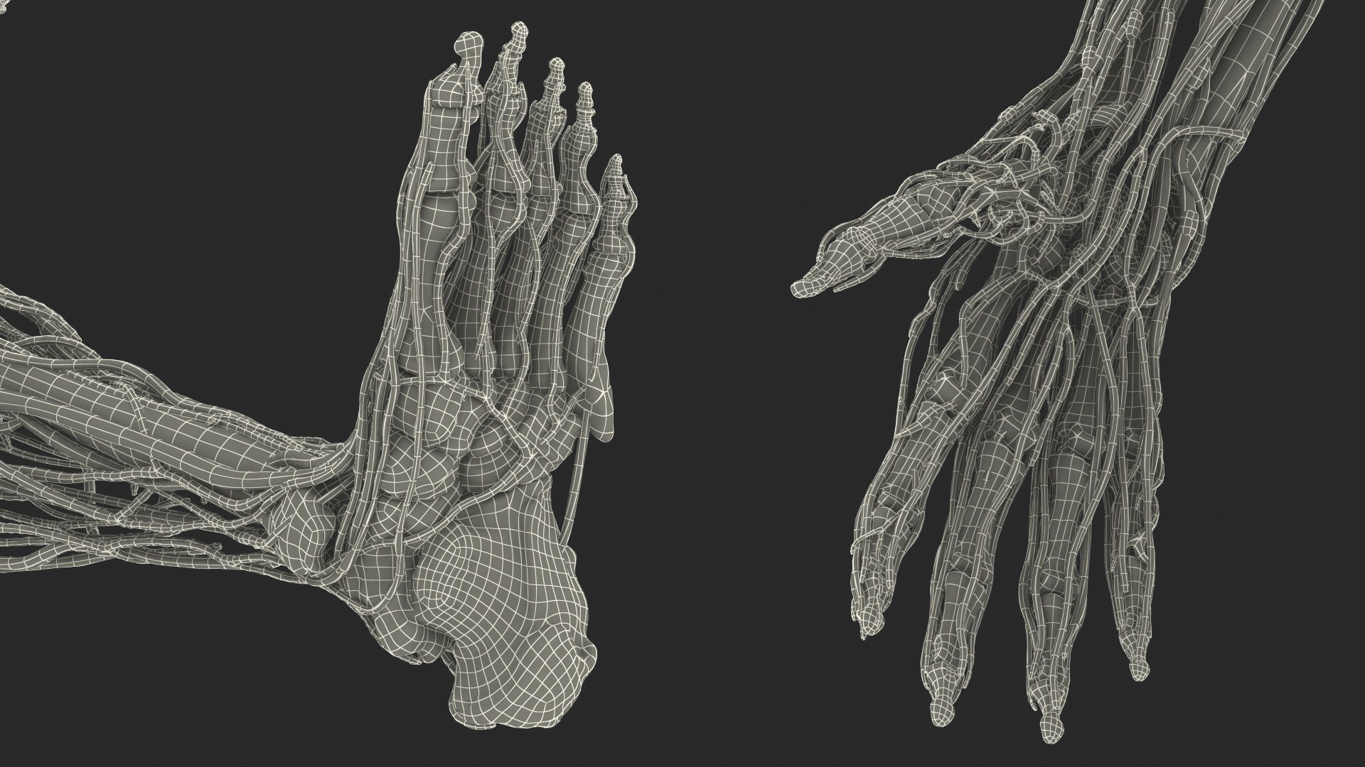 3D male skeleton cardiovascular lymphatic https://p.turbosquid.com/ts-thumb/pC/u1pJZc/sXejYr41/maleskeletoncardiovascularlymphaticandnervoussystemsandskinc4dmodel075/jpg/1590577791/1920x1080/fit_q87/180b64974c2adf735bf4db7f14c664b359b6cee9/maleskeletoncardiovascularlymphaticandnervoussystemsandskinc4dmodel075.jpg