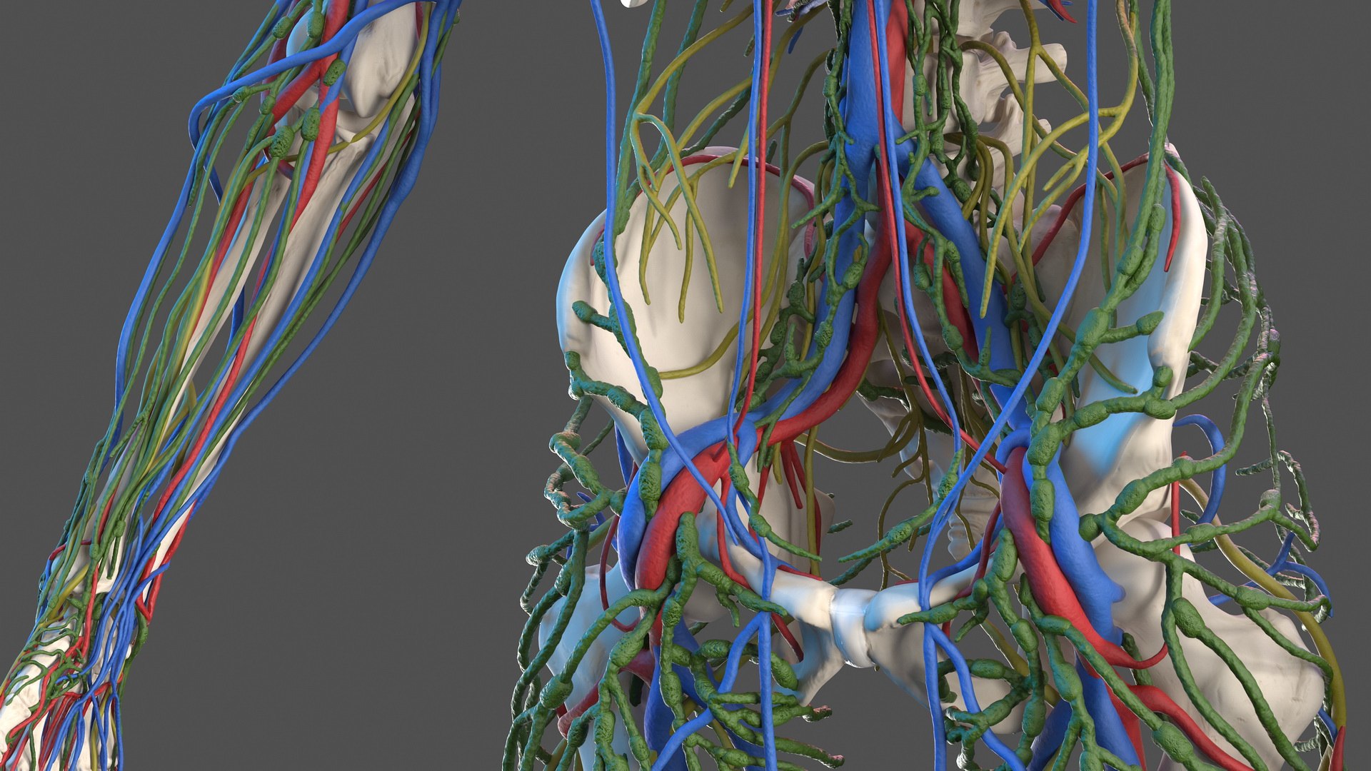 3D male skeleton cardiovascular lymphatic https://p.turbosquid.com/ts-thumb/pC/u1pJZc/u48xkOuS/maleskeletoncardiovascularlymphaticandnervoussystemsandskinc4dmodel022/jpg/1590577247/1920x1080/fit_q87/77735c35b438214ddad76e5a4f3e0c541dabb57b/maleskeletoncardiovascularlymphaticandnervoussystemsandskinc4dmodel022.jpg