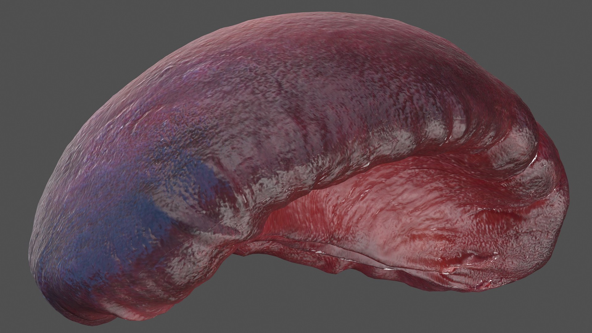 3D male skeleton cardiovascular lymphatic https://p.turbosquid.com/ts-thumb/pC/u1pJZc/wZVA2KDT/maleskeletoncardiovascularlymphaticandnervoussystemsandskinc4dmodel021/jpg/1590577238/1920x1080/fit_q87/7be1239f43deb55e2587f7f5e219675e05b308b7/maleskeletoncardiovascularlymphaticandnervoussystemsandskinc4dmodel021.jpg