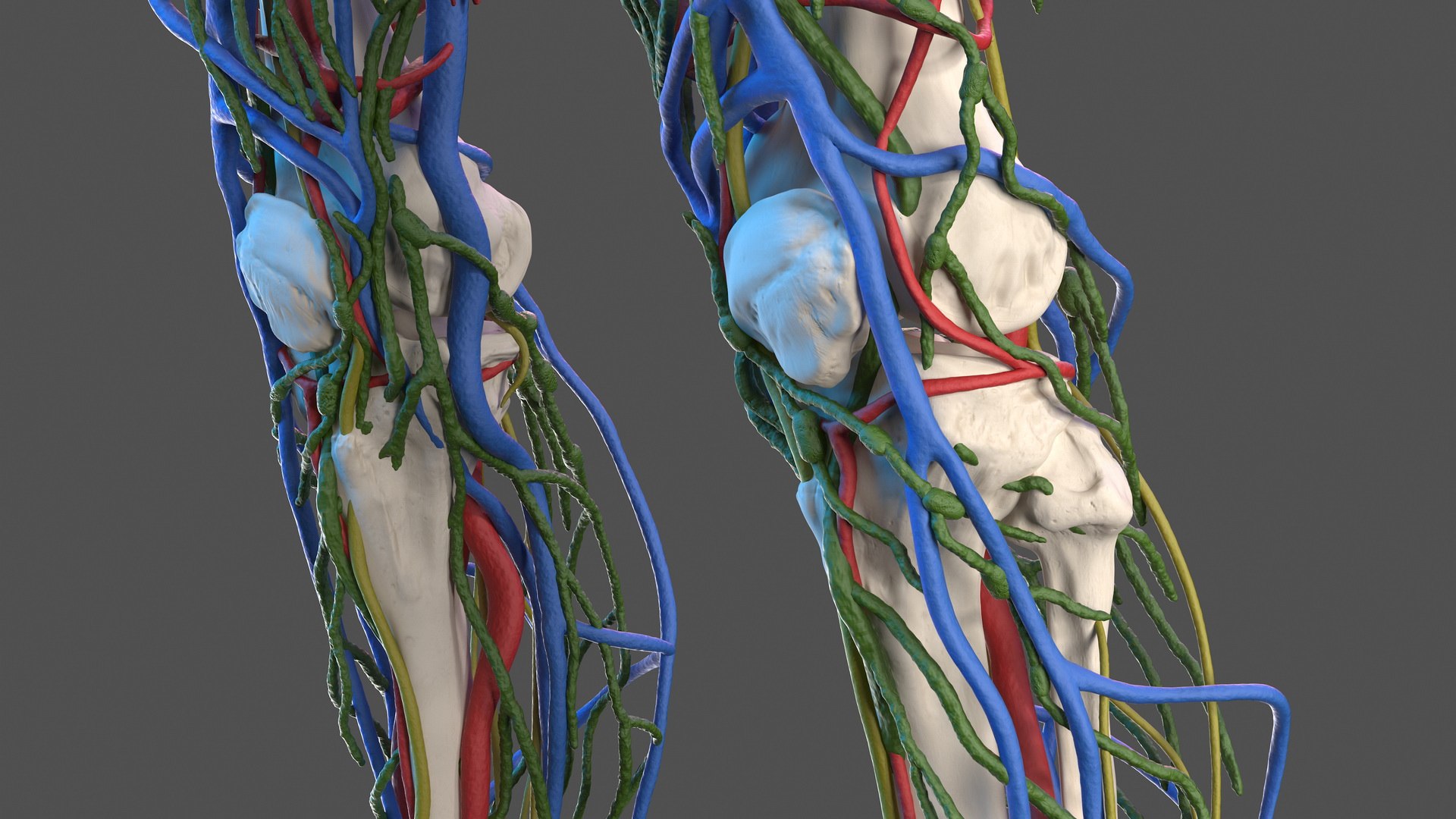 3D male skeleton cardiovascular lymphatic https://p.turbosquid.com/ts-thumb/pC/u1pJZc/yWD5w1kc/maleskeletoncardiovascularlymphaticandnervoussystemsandskinc4dmodel025/jpg/1590577283/1920x1080/fit_q87/5d158f157cba926d8f2942d027af984bb2f3b379/maleskeletoncardiovascularlymphaticandnervoussystemsandskinc4dmodel025.jpg
