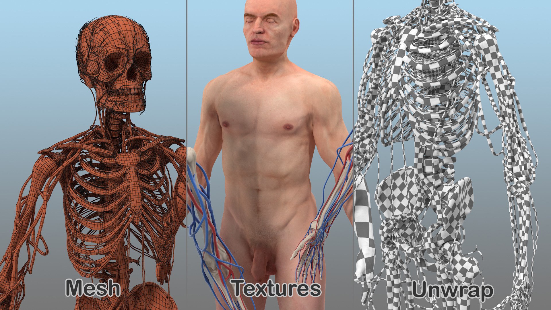 3D male skeleton cardiovascular lymphatic https://p.turbosquid.com/ts-thumb/pC/u1pJZc/yipjZ3Du/maleskeletoncardiovascularlymphaticandnervoussystemsandskinc4dmodel057/jpg/1590577613/1920x1080/fit_q87/40969a6b3837bff2a4485a37166000a2bb2a8103/maleskeletoncardiovascularlymphaticandnervoussystemsandskinc4dmodel057.jpg