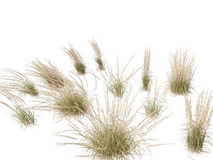 Andropogon virginicus - Broomsedge 3D model