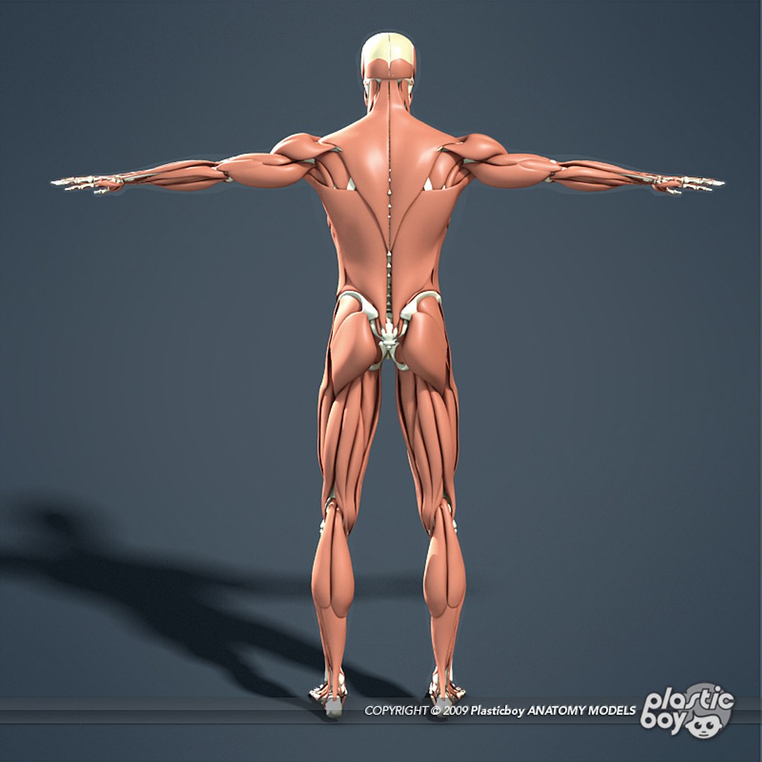 3d medically muscular skeleton model