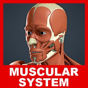 Muscular system and Skeleton (No Textures)