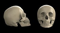 skull