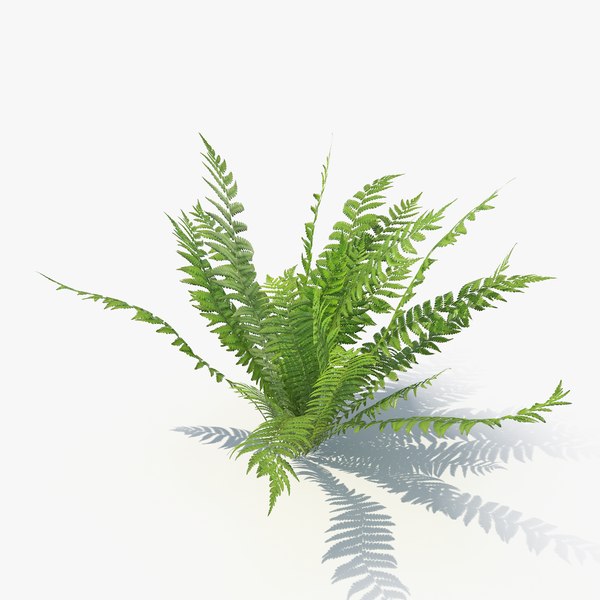 03 leaves v-ray 3D model