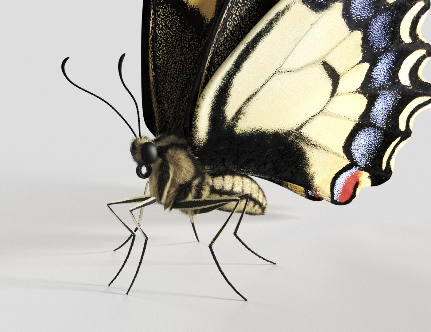 3D Realistic Swallowtail Butterfly Insect - TurboSquid 1580177