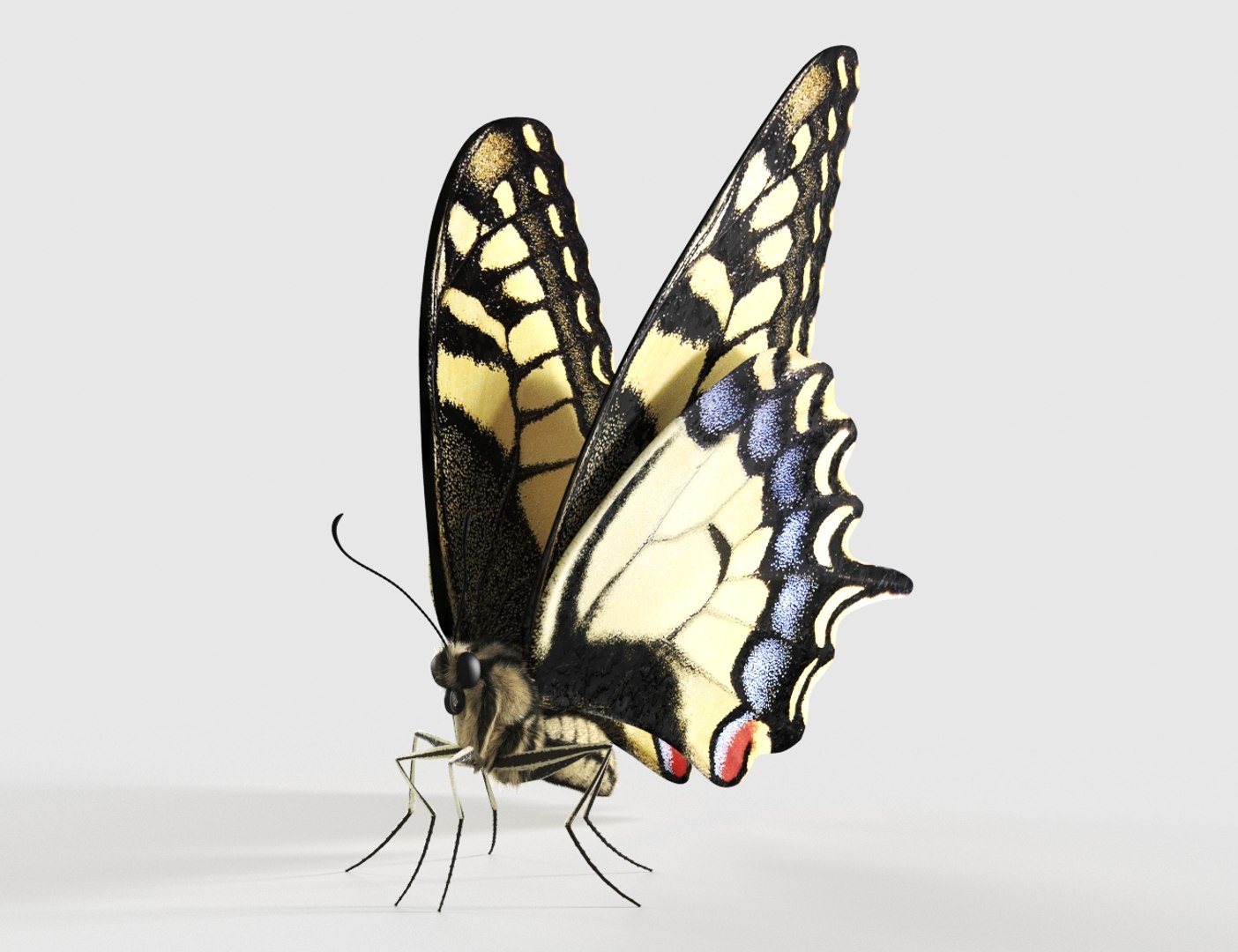 3D Realistic Swallowtail Butterfly Insect - TurboSquid 1580177