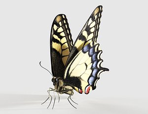 3D realistic swallowtail butterfly insect