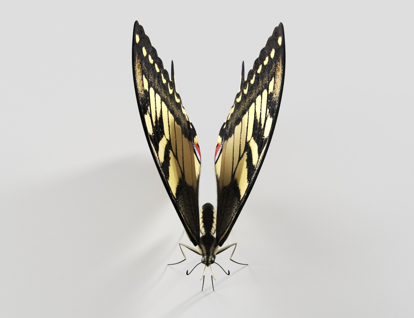3D Realistic Swallowtail Butterfly Insect - TurboSquid 1580177