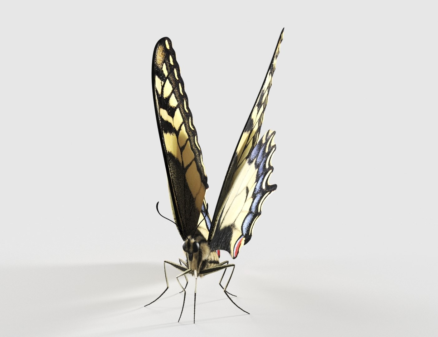 3D Realistic Swallowtail Butterfly Insect - TurboSquid 1580177