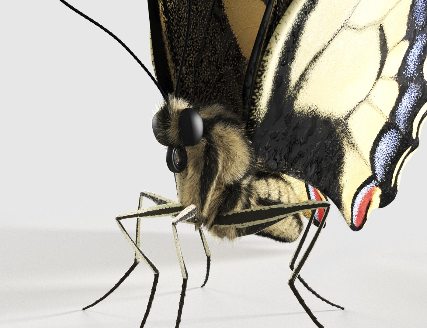 3D Realistic Swallowtail Butterfly Insect - TurboSquid 1580177