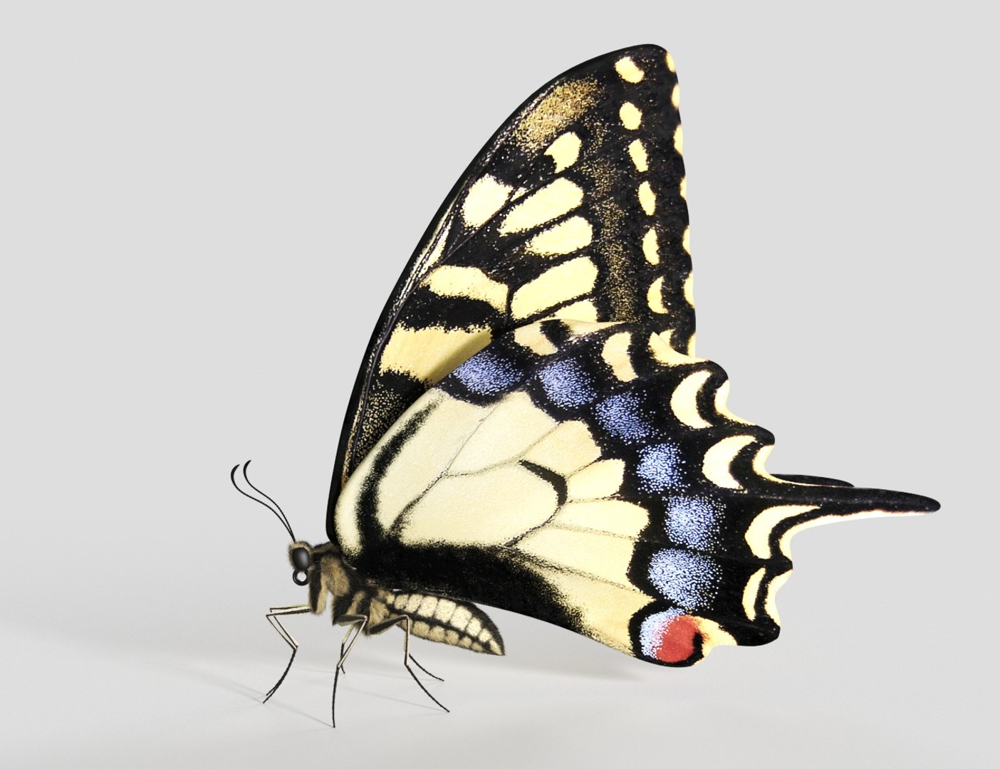 3D Realistic Swallowtail Butterfly Insect - TurboSquid 1580177