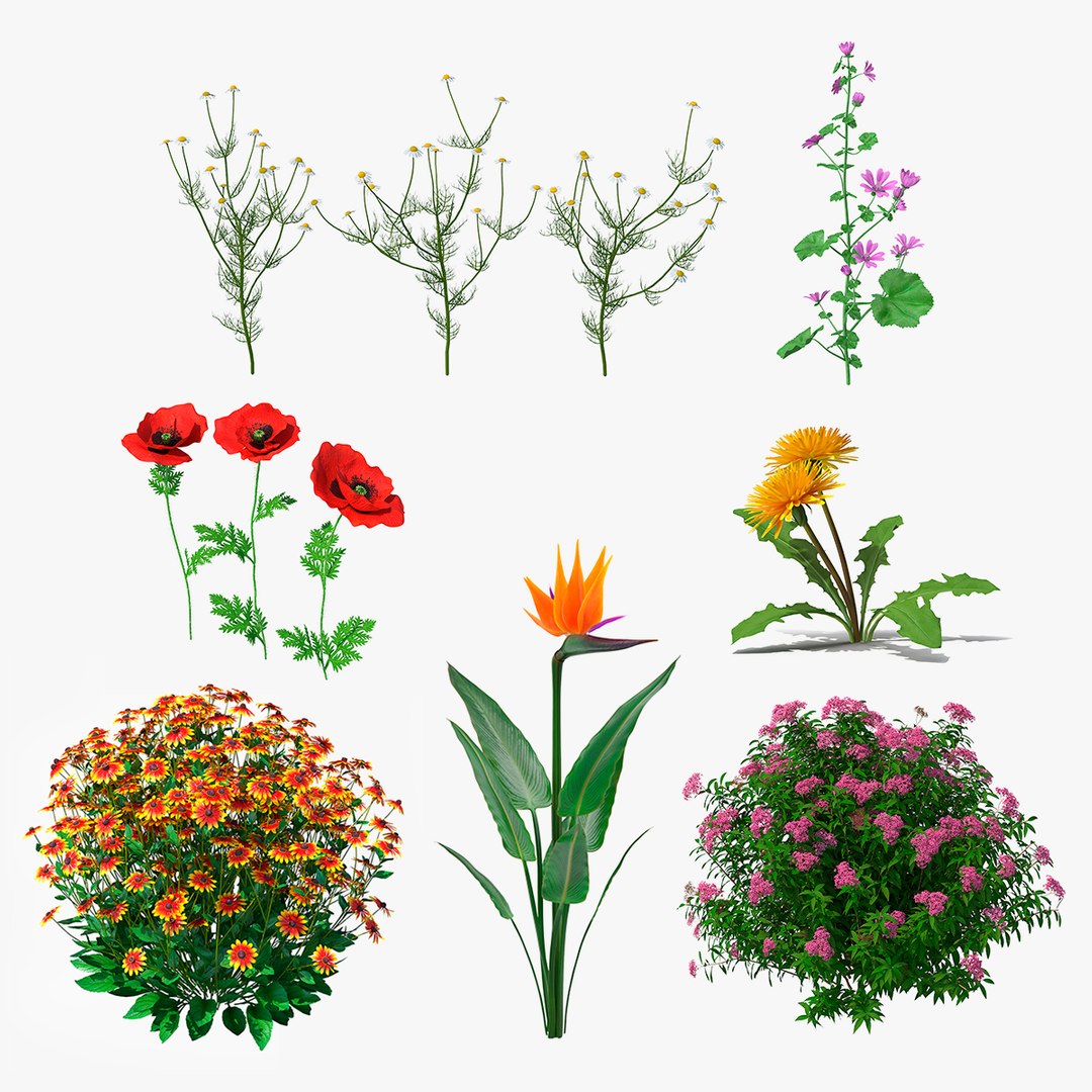 Flowering Plants Collection 4 3D model preview