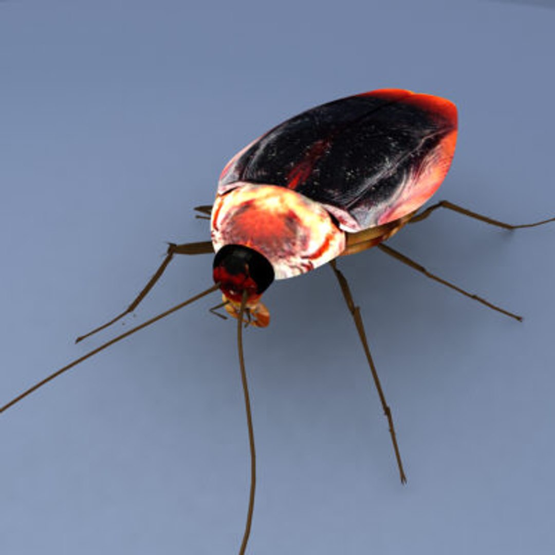 Max Cockroach 6