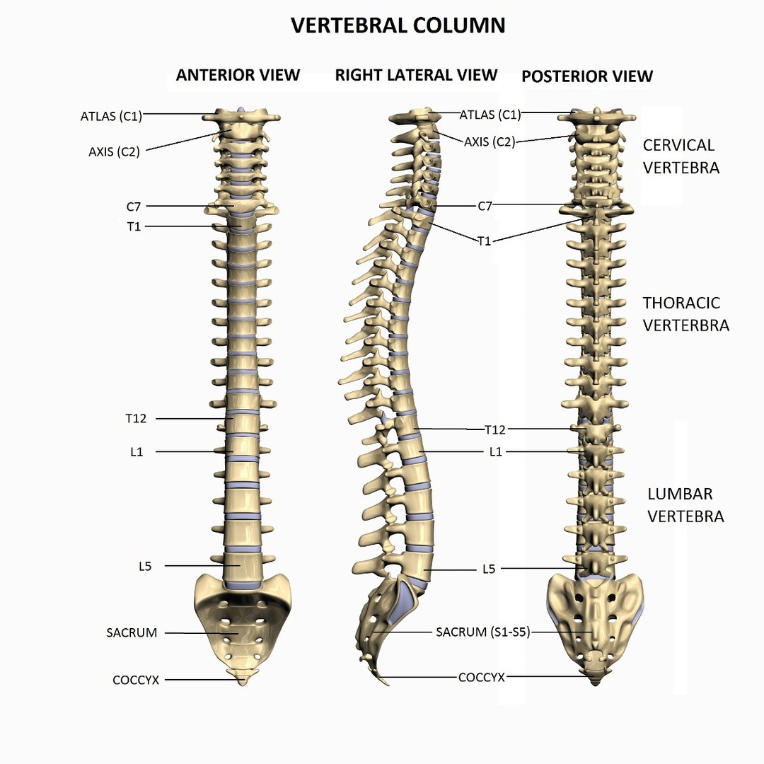 Max Thorax Bones Anatomy