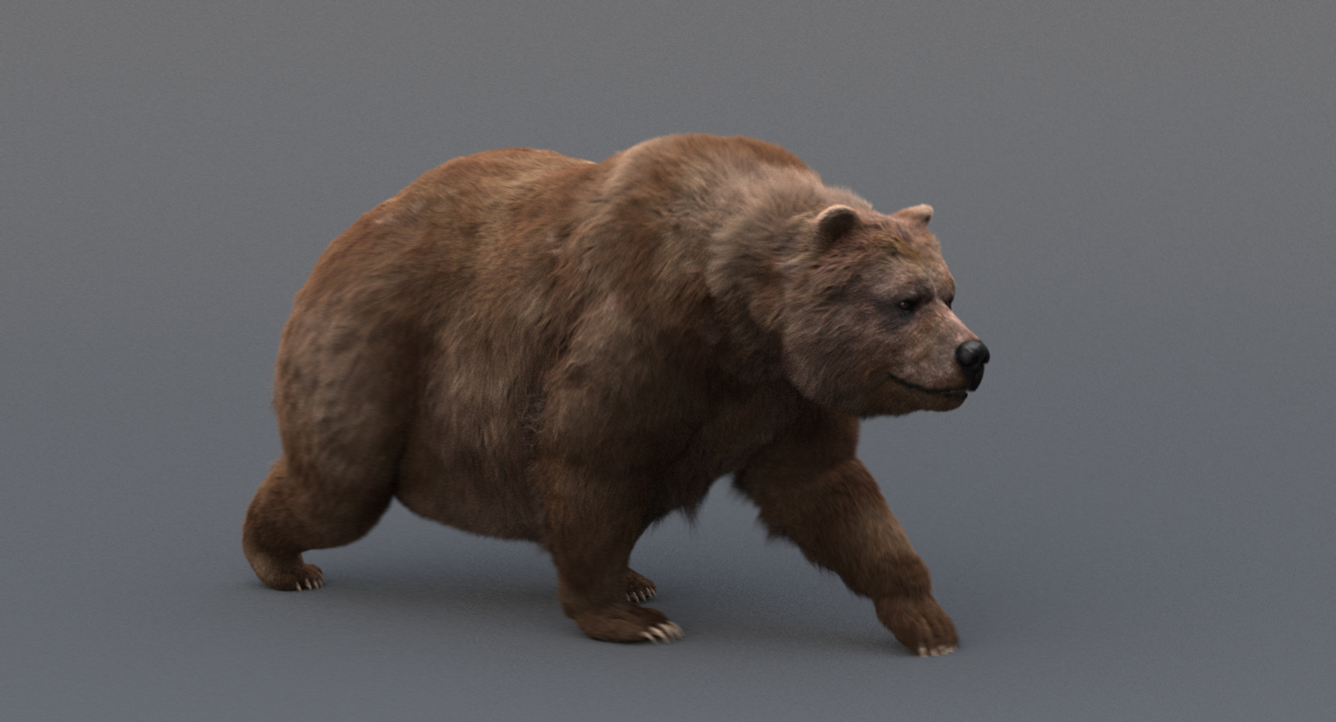 3D Model Bear Fur Hair Animation - TurboSquid 1421488