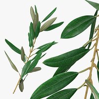 Olive Tree Branch Without Olives
