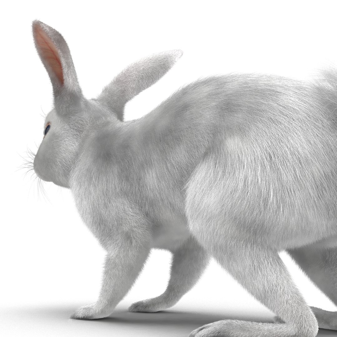 3d white rabbit rigged