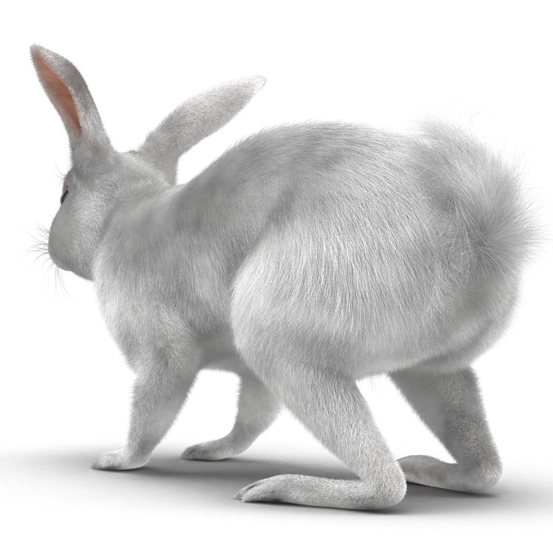 3d white rabbit rigged