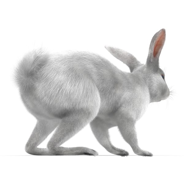 3d white rabbit rigged