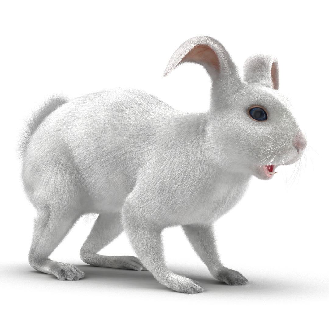 3d white rabbit rigged