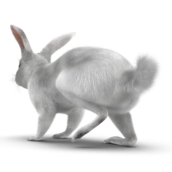 3d white rabbit rigged