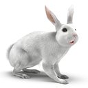 White Rabbit Rigged