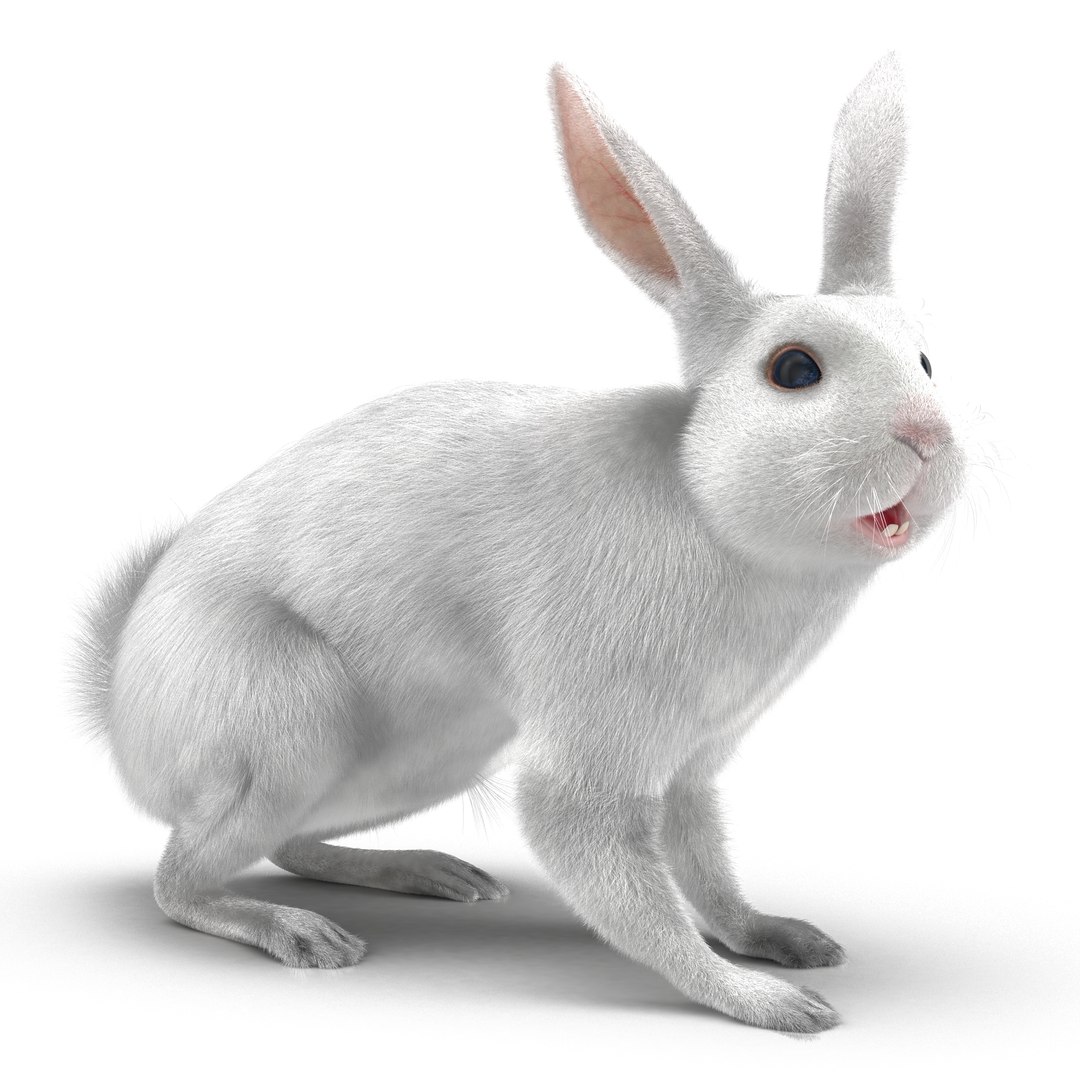 White Rabbit Rigged with Wooden Hutch Collection 3D model https://p.turbosquid.com/ts-thumb/pE/RYa1Pu/aOA0MleN/whiterabbitrigged3dmodel02/jpg/1655311822/1920x1080/fit_q87/7a5c2feab6de9cac6851d94b2e1092fbcc980d00/whiterabbitrigged3dmodel02.jpg