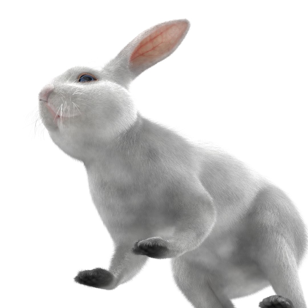 3d white rabbit rigged