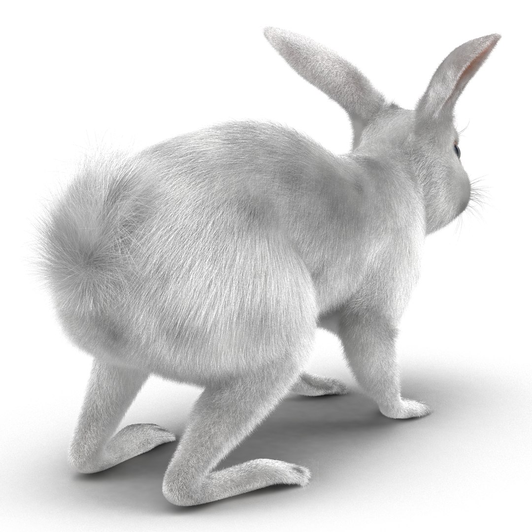 3d white rabbit rigged