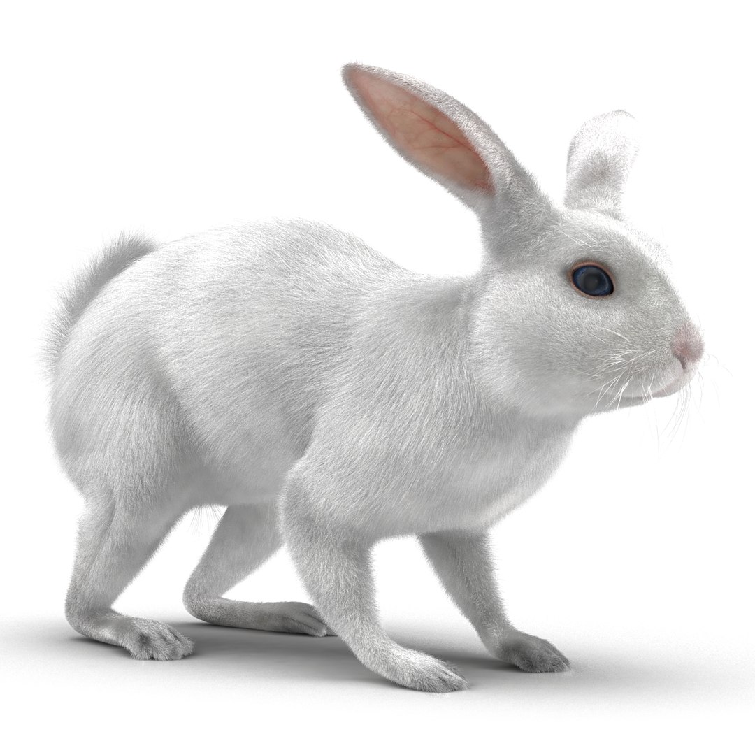 3d white rabbit rigged