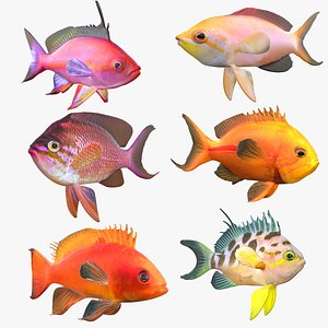 Anthias Fish Collection 1-6