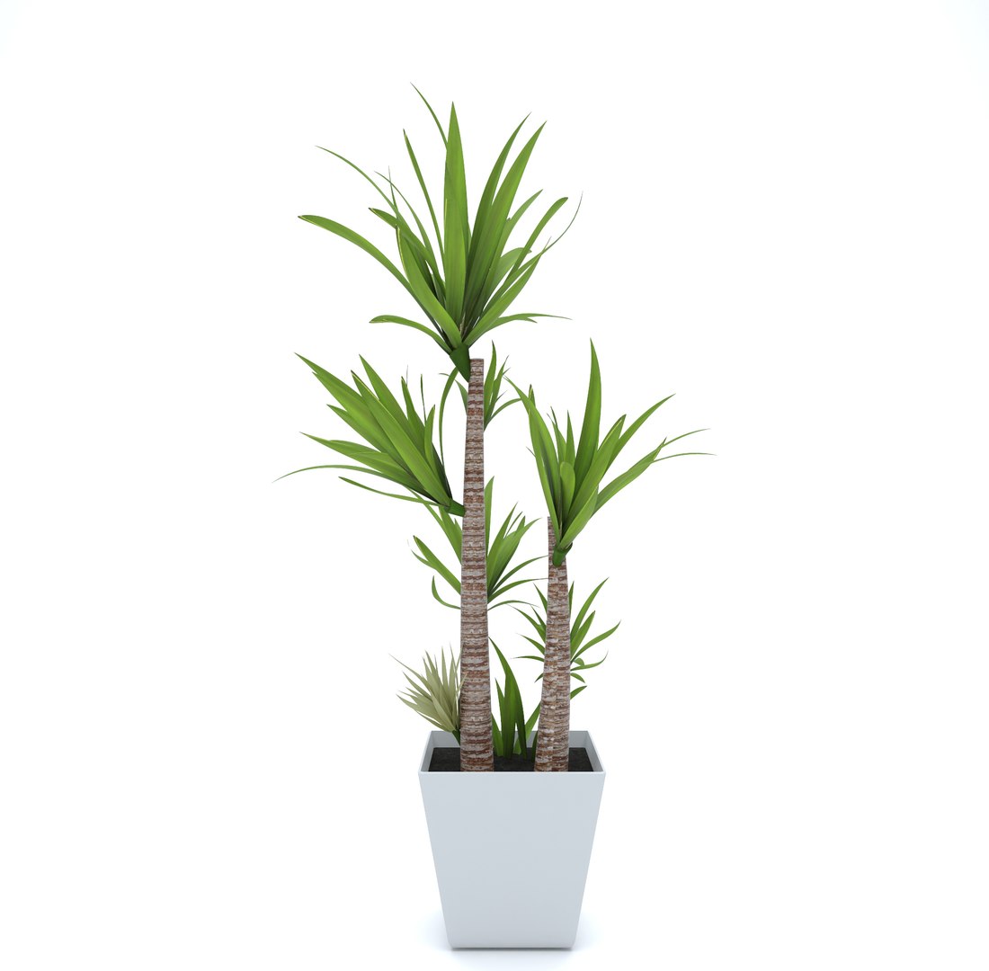 3D palm pot https://p.turbosquid.com/ts-thumb/pE/Wfu7Gi/2UDqPq4I/palm_04/jpg/1500034340/1920x1080/fit_q87/e123895636a6cee9743fd3584449714a50e1b437/palm_04.jpg