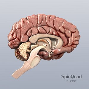 3d brain human man model
