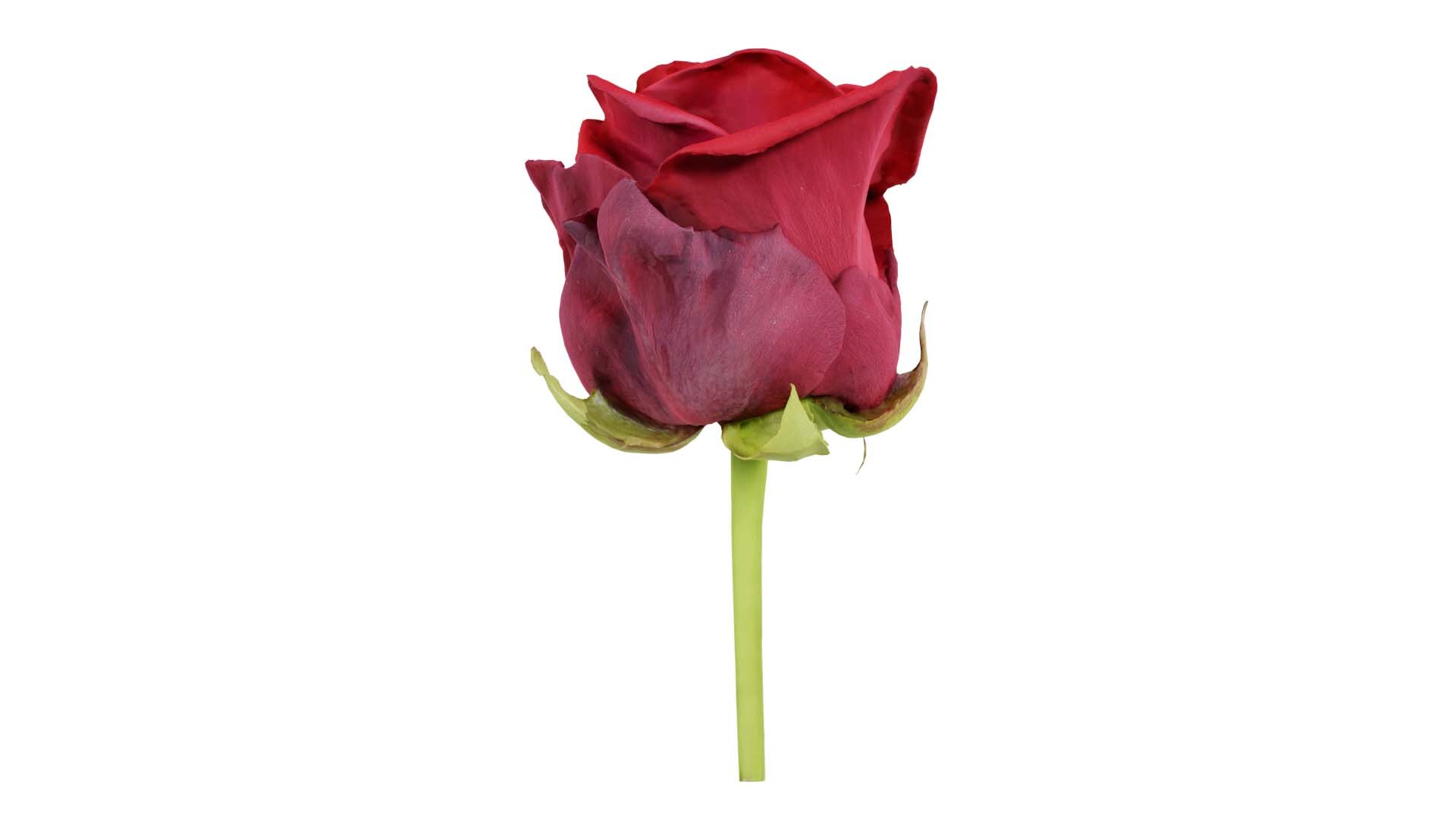 China Chinese Rose Rosa Chinensis 2 Remastered Model - TurboSquid 2362562