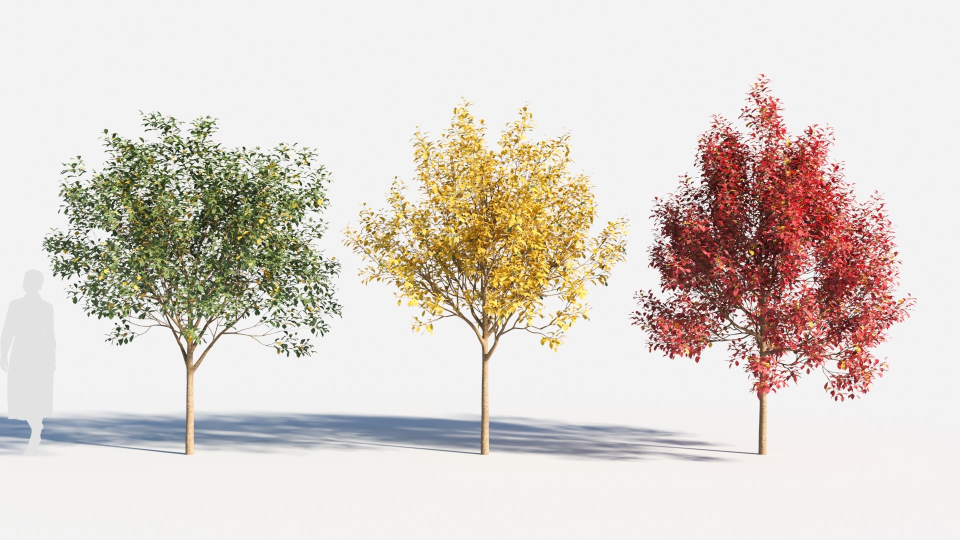 3D Prunus Virginiana-1 - TurboSquid 2085093