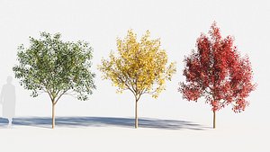 3D Prunus virginiana-1