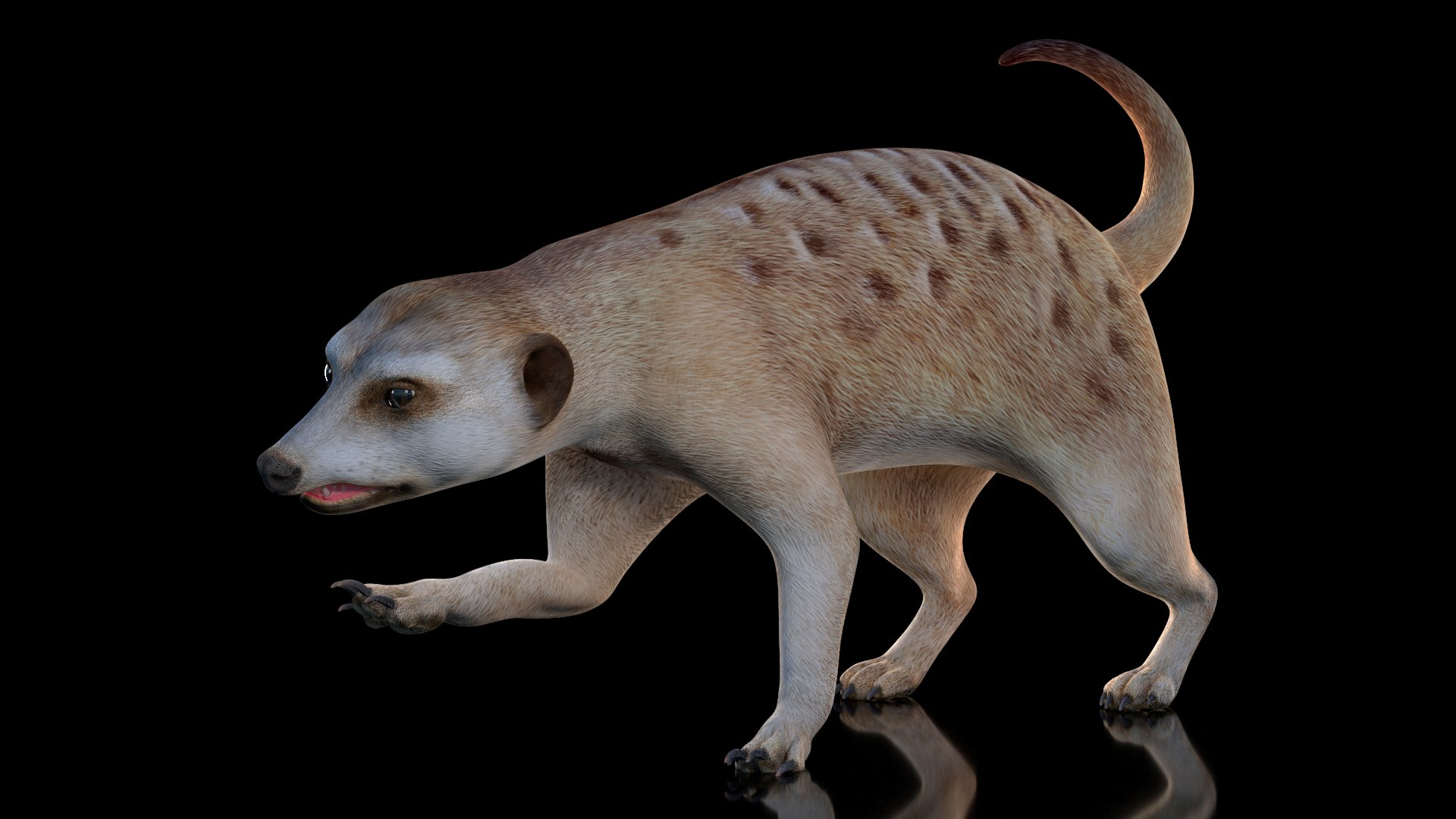 Meerkat Rigged for Cinema 4D 3D model preview