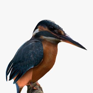 Kingfisher Bird