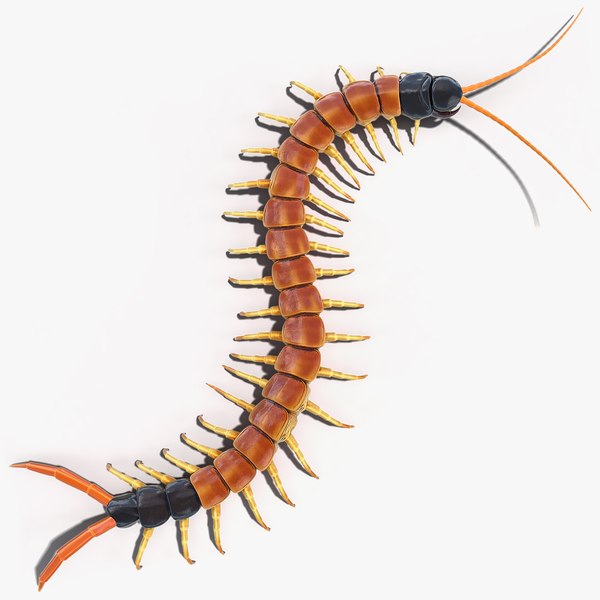 3D scolopendra heros arizonensis crawling